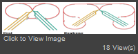 oval2019dogbone-alternatives.png